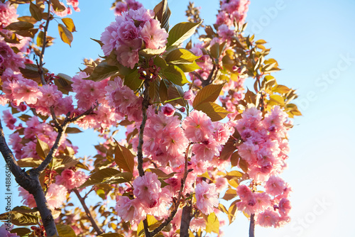 Light pink flowers of Sakura against blu sky. Shallow depth of field.