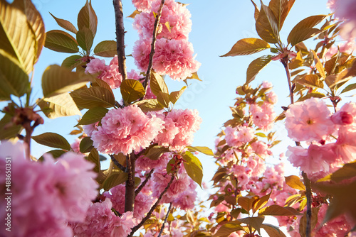 Light pink flowers of Sakura against blu sky. Shallow depth of field.