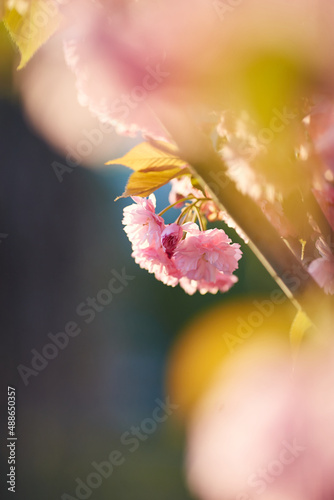 Light pink flowers of Sakura against blu sky. Shallow depth of field.