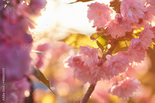 Light pink flowers of Sakura against blu sky. Shallow depth of field.