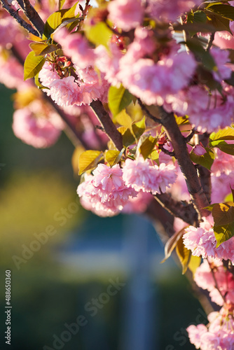 Light pink flowers of Sakura against blu sky. Shallow depth of field.
