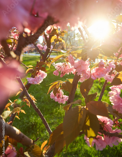 Light pink flowers of Sakura against blu sky. Shallow depth of field.