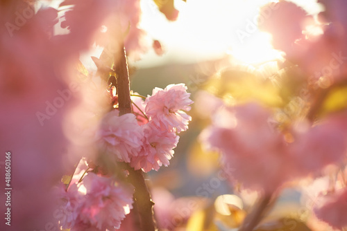 Light pink flowers of Sakura against blu sky. Shallow depth of field.
