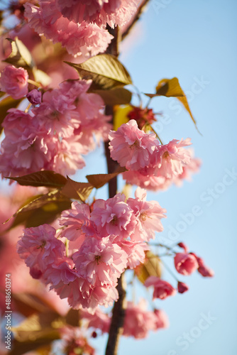 Light pink flowers of Sakura against blu sky. Shallow depth of field.