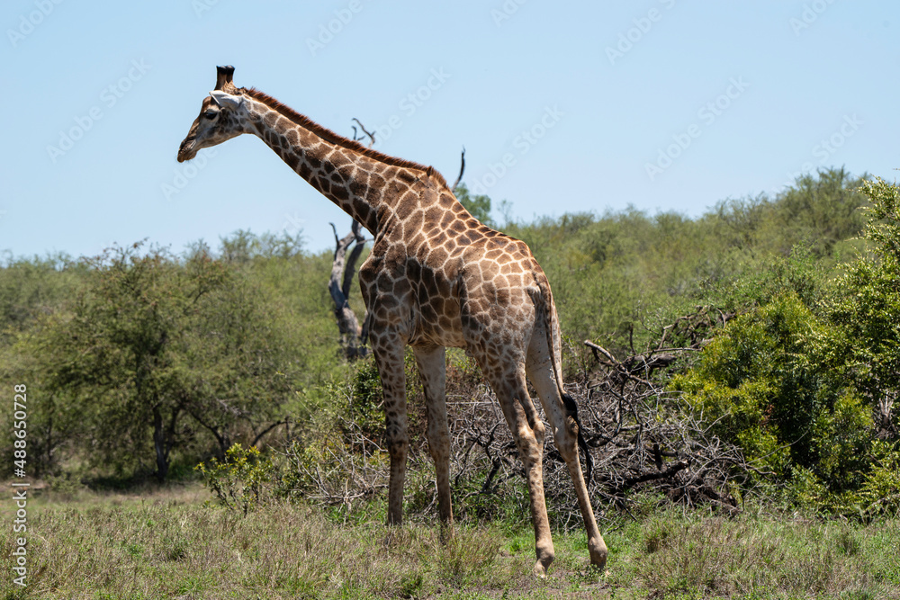 giraffe