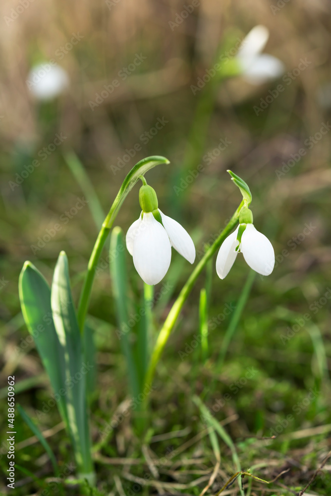 Spring first flowers in the sun light in a forest. Gentle snowdrops blooming in early spring Spring first flowers in the sun light in a forest. Gentle snowdrops blooming in early spring