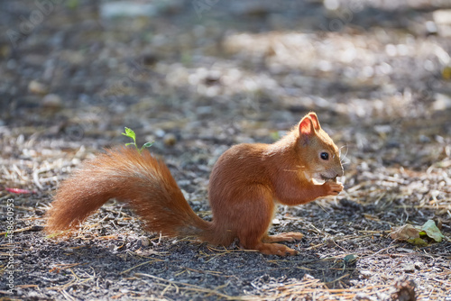 A red-haired European squirrel eats a walnut © Ryzhkov Oleksandr