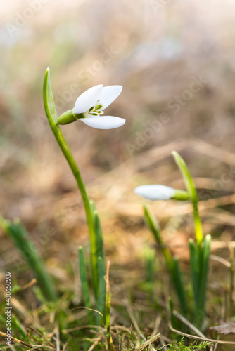 First gentle snowdrops in the spring sun in a forest © Наталья Бозаджи