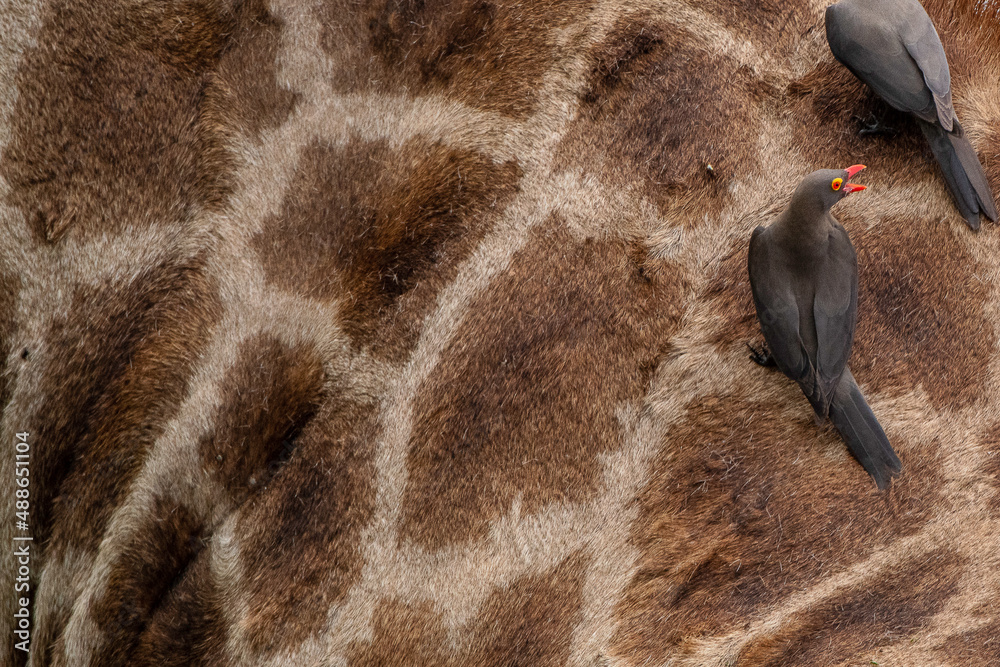 Giraffe