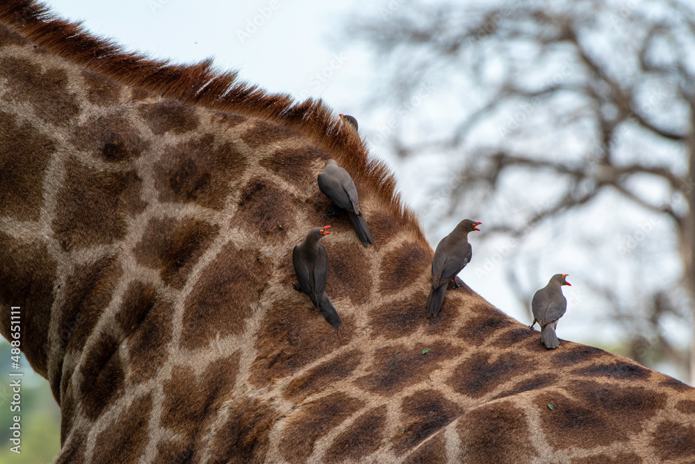 Giraffe