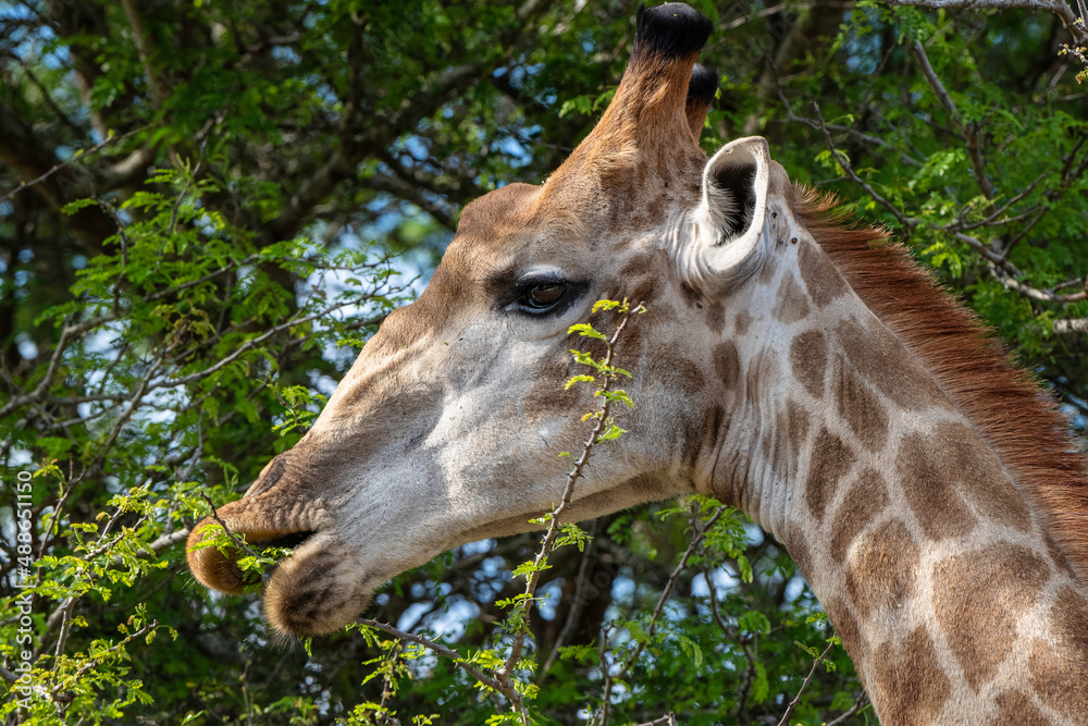 Giraffe