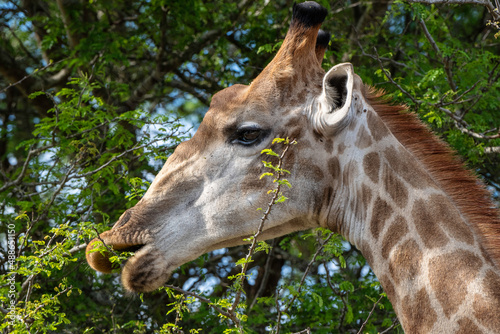 Obraz na płótnie Giraffe w salonie