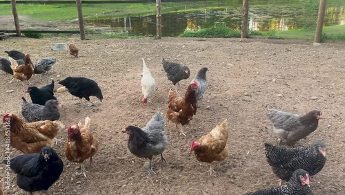 white, black, grey and brown chickens and roosters walking free-range and pecking grass. Poultry farming, home farm. Domestic birds. Organic farming Concept.