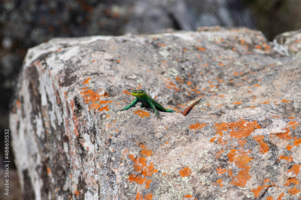 Sekukhune flat lizard