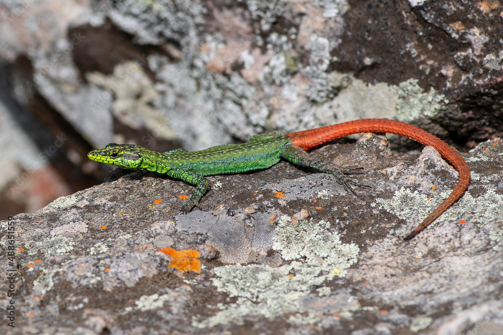Sekukhune flat lizard