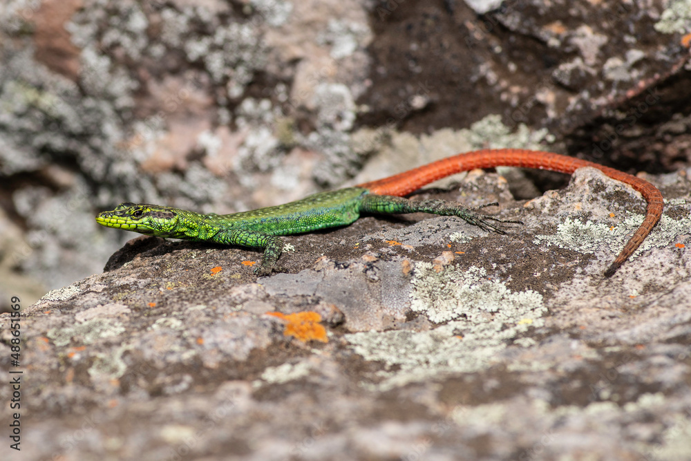 Sekukhune flat lizard