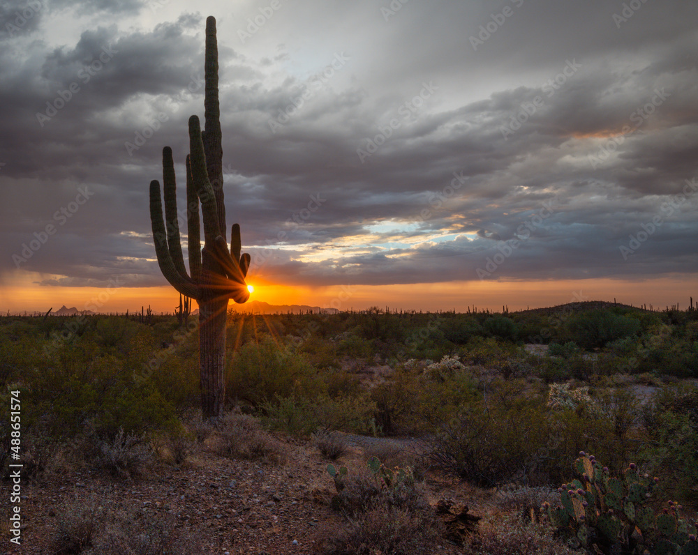 Sunset on Saguaro Cactus in Tucson Desert