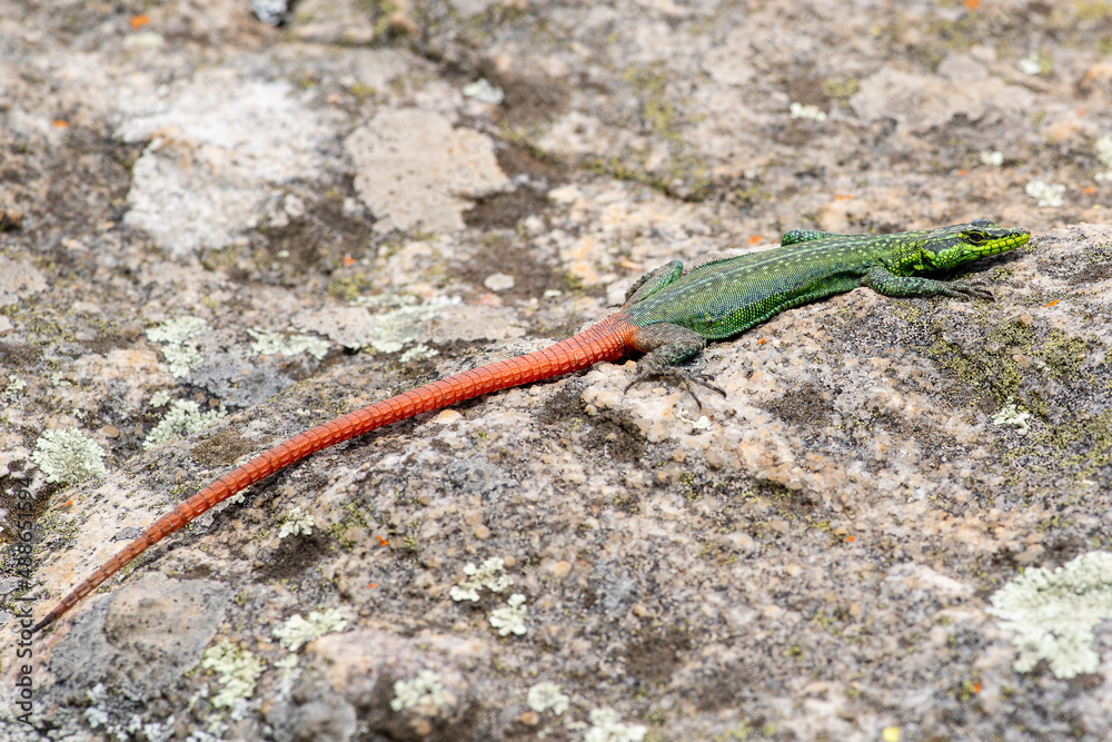 Sekukhune flat lizard