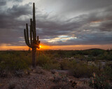 Sunset on Saguaro Cactus in Tucson Desert