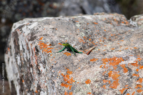 Obraz na płótnie Sekukhune flat lizard w salonie