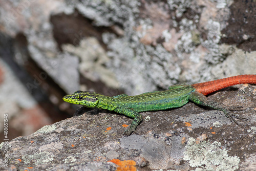 Obraz na płótnie Sekukhune flat lizard w salonie