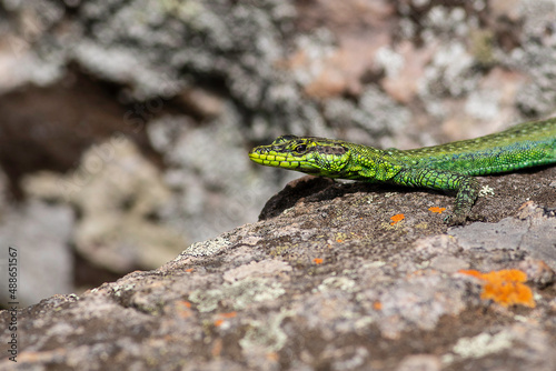 Obraz na płótnie Sekukhune flat lizard w salonie
