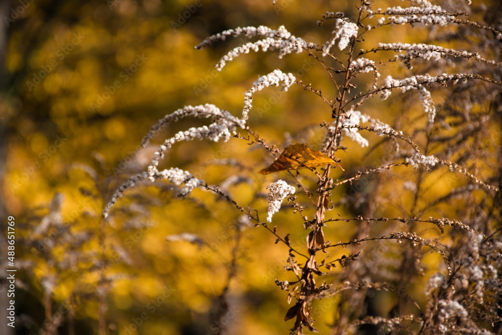 Fototapeta premium golden autumn leaves