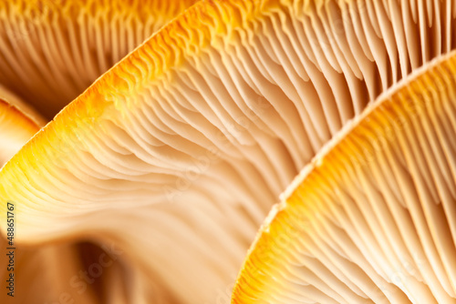Mushrooms pattern for design. Oyster mushrooms. Healthy eating Eco food Vegetarian. Background. Soft focus