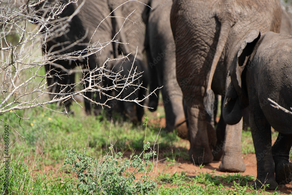 African Elephant