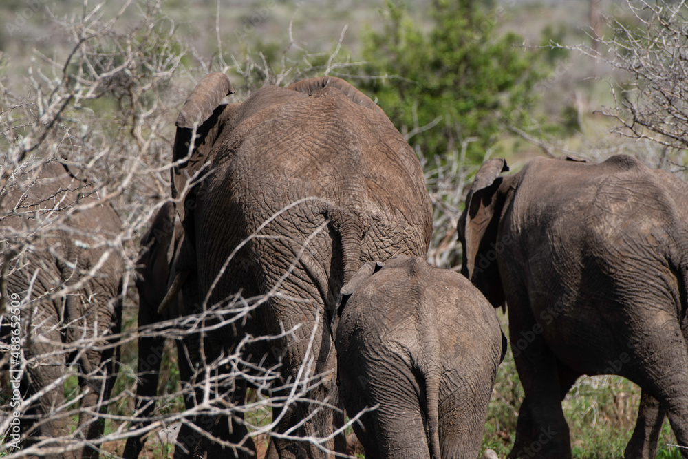 African Elephant