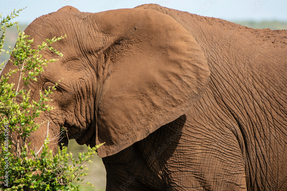 African Elephant
