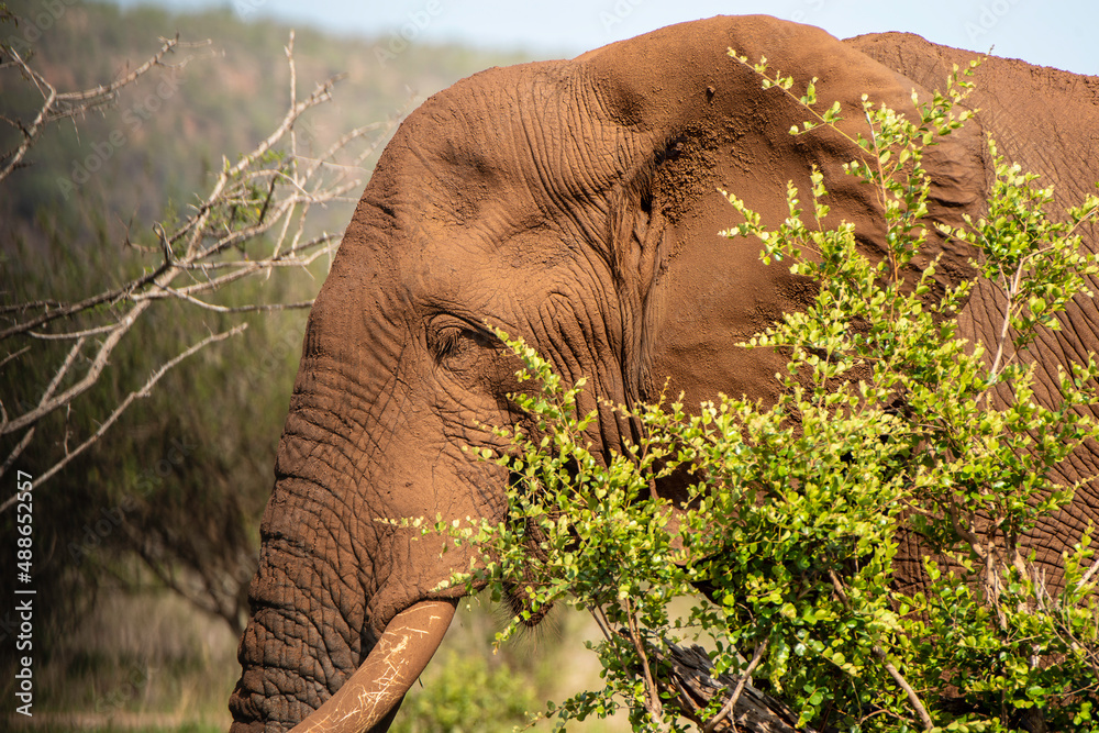 African Elephant