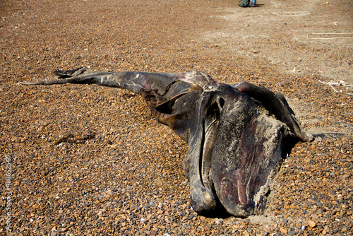ballena franca austral muerta