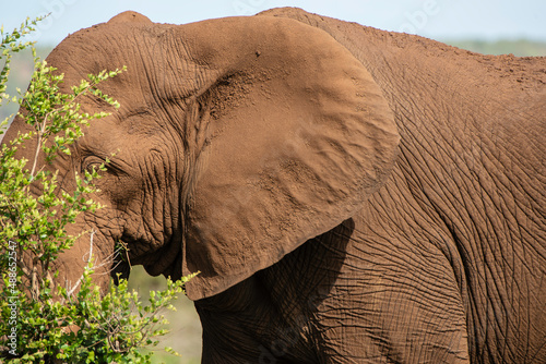 Obraz na płótnie African Elephant w salonie