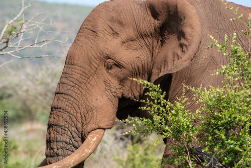 African Elephant