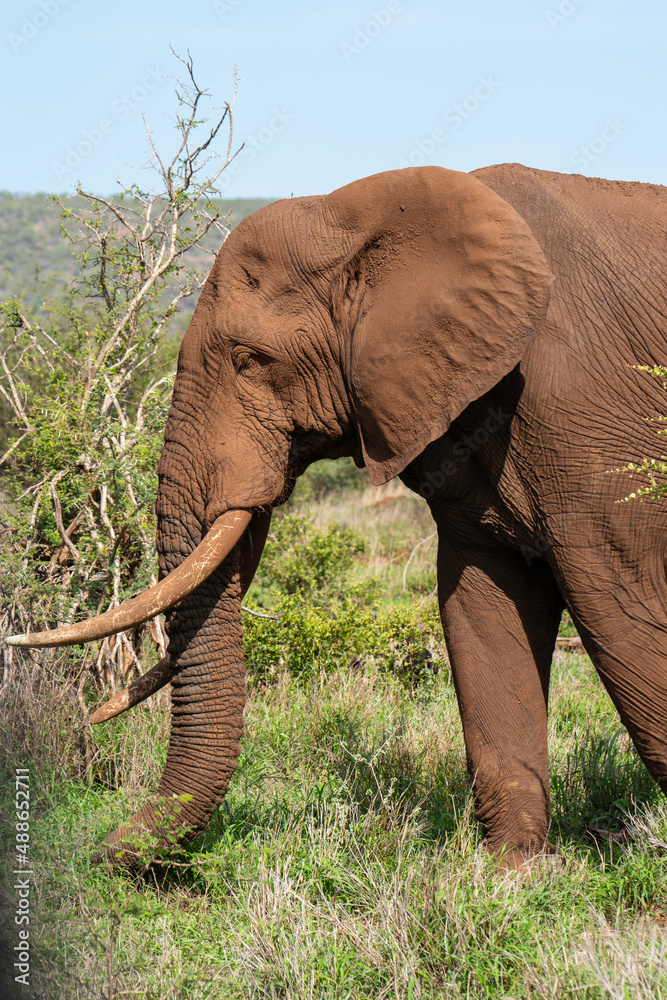 African Elephant