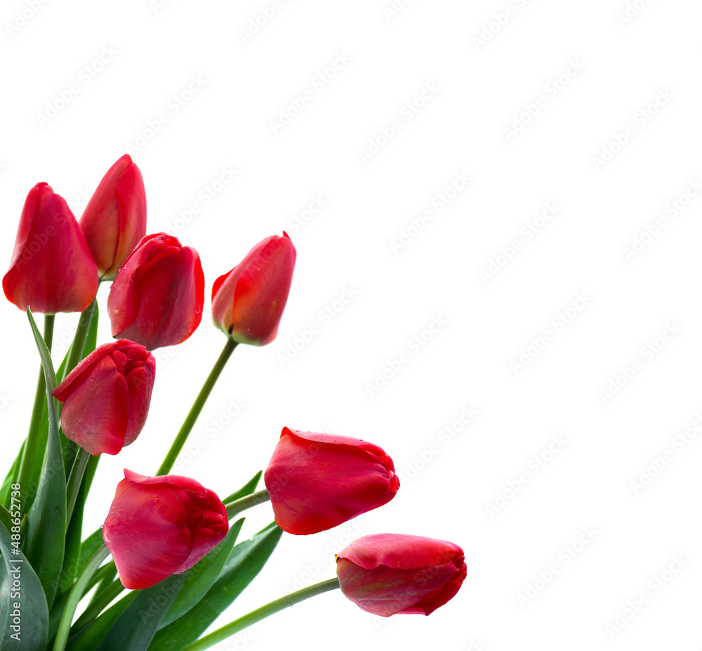 Red buds tulips on white background with space for text. Decoration of valentine day, woman's day Red buds tulips on white background with space for text. Decoration of valentine day, woman's day
