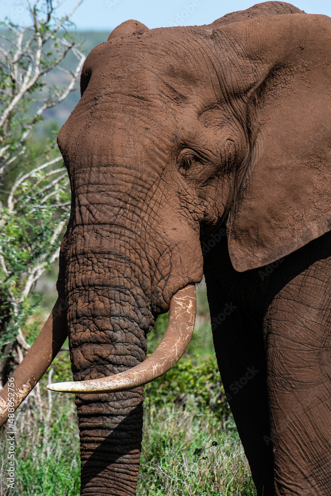 African Elephant