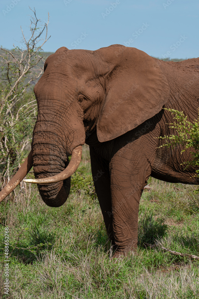 African Elephant
