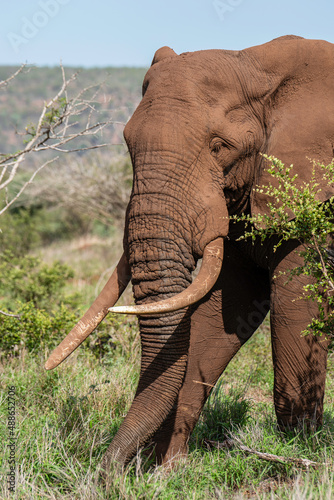 Obraz na płótnie African Elephant w salonie