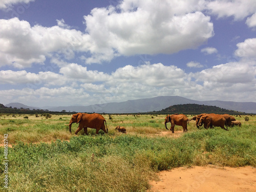 Red African elephants in savanna 