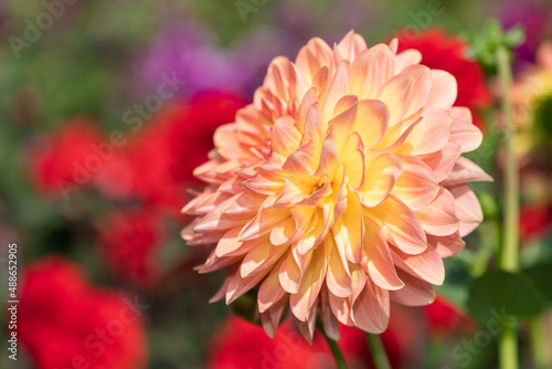 Close up of a pink dahlia flower in bloom