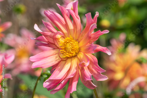 Close up of a pink dahlia flower in bloom