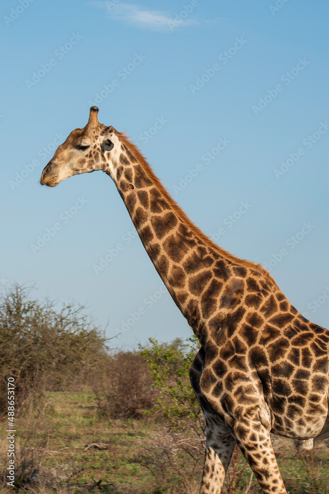 Giraffe