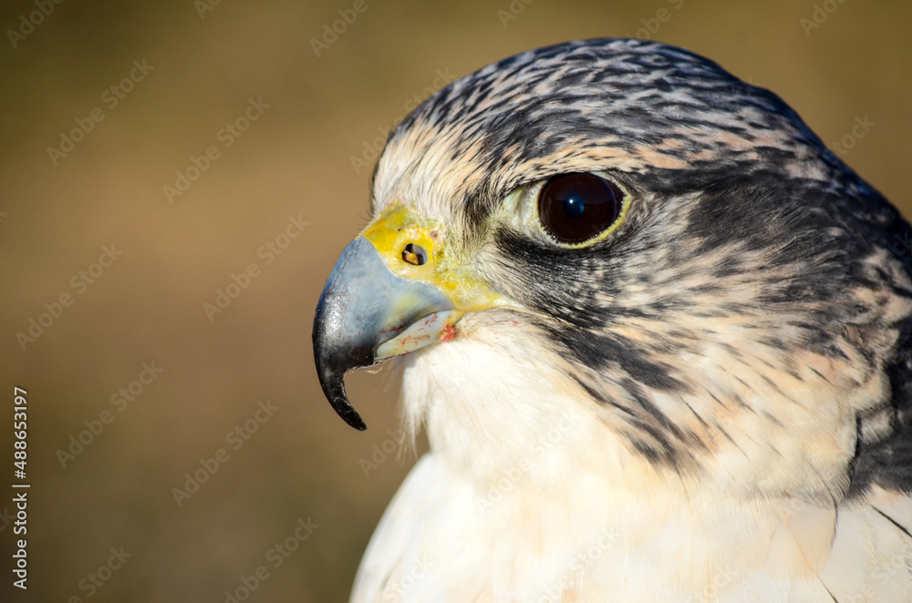 Falcon. Portrait of falcon bird in mountain. Falcon. Portrait of falcon bird in mountain.