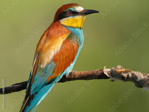 Motley beautiful European bee-eater sits on a tree branch