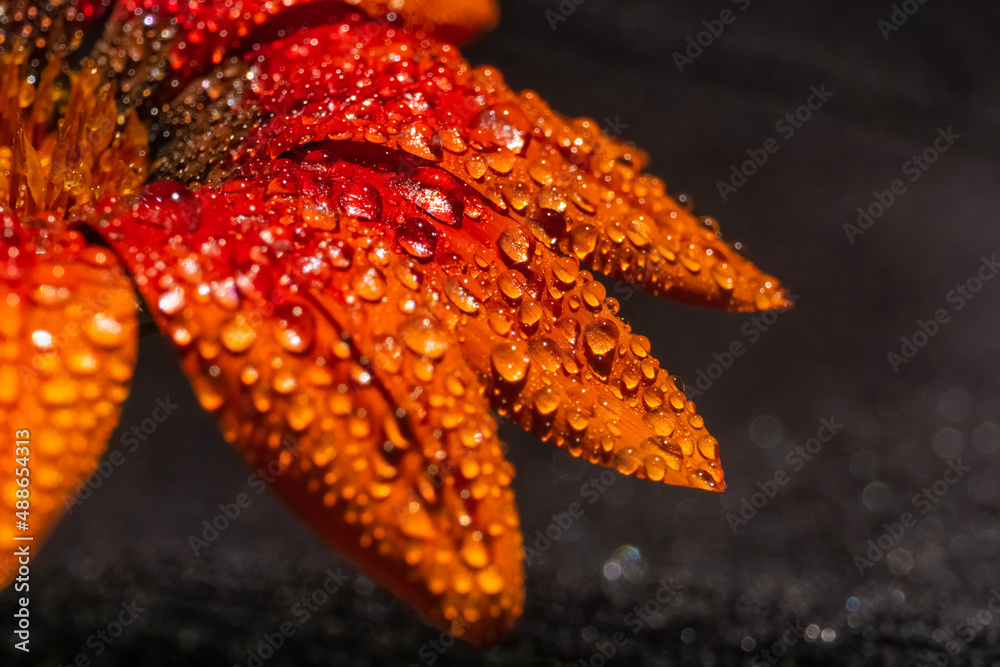 Orange gazania flower view with dew drops on black background Orange gazania flower view with dew drops on black background