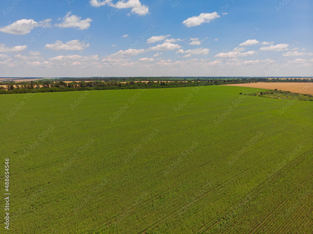 Fototapeta premium Field of sunflowers. Aerial view of agricultural fields flowering oilseed.