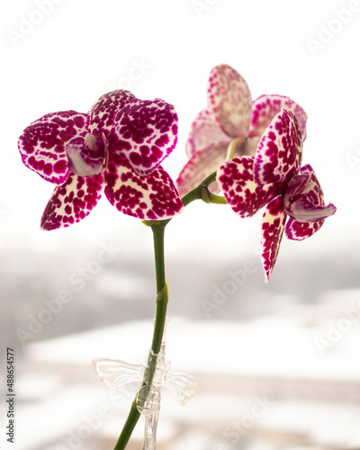 Phalaenopsis Wild Cat photo