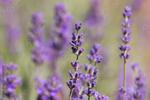 Field of flowering lavender bushes. Meadow of lavender.